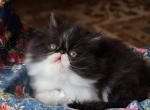 CFA registered Knitstitch Franklin - Persian Kitten For Adoption - 