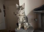 Sam - Maine Coon Kitten For Sale - Brooklyn&comma; NY&comma; US