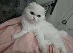 Hope - Persian Cat For Sale - 