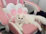 Hope - Persian Cat For Sale - Clarksburg&comma; MD&comma; US