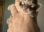 Brown female - Bengal Kitten For Sale - MO&comma; US