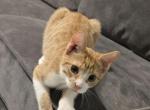Faith - Domestic Kitten For Sale - Clarksburg&comma; MD&comma; US