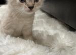 Siamese bengal - Bengal Kitten For Sale - Shakopee&comma; MN&comma; US