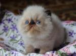 CFA registered Knitstitch Winston - Persian Kitten For Adoption - Raphine&comma; VA&comma; US
