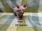 Rosies kittens - Sphynx Kitten For Sale - Bucyrus&comma; OH&comma; US