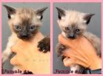Siamese Pure Bred Kittens - Siamese Kitten For Sale - 