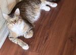 Luffy - Domestic Cat For Sale - Gainesville&comma; FL&comma; US
