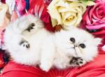 Princess Cupcake - Exotic Kitten For Sale - 
