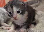 Ying - Maine Coon Kitten For Sale - 