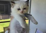 Afroditedolls Opal - Ragdoll Kitten For Sale - Bradenton&comma; FL&comma; US