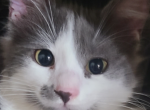 Moostachio - Domestic Kitten For Sale - 