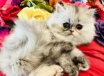 Princess Sweetheart - Exotic Kitten For Sale - 