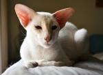 BARNEY - Oriental Kitten For Sale - Ft Myers&comma; FL&comma; US