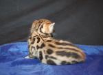 Artemis - Bengal Kitten For Sale - Valparaiso&comma; IN&comma; US