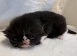 Tux - Persian Kitten For Sale - 