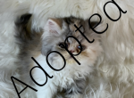 Calico peke - Persian Kitten For Sale - Sylacauga&comma; AL&comma; US