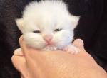 Astrid - Persian Kitten For Sale - 