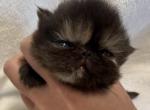 Autumn - Persian Kitten For Sale - Callahan&comma; FL&comma; US