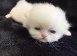 Bianca - Persian Kitten For Sale - Callahan&comma; FL&comma; US