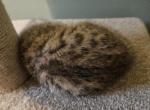 Bengal Kittens Vaccinated Payment Plans Available - Bengal Kitten For Sale - Cedar Springs&comma; MI&comma; US