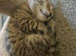 Bengal Kittens - Bengal Kitten For Sale - Cedar Springs&comma; MI&comma; US