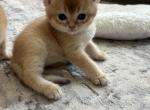 British golden and lilac chinchilla - British Shorthair Kitten For Sale - 