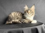 Astoria Female Black Mackerel Ticked Tabby - Maine Coon Kitten For Sale - Wood Village&comma; OR&comma; US