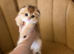 Scottish Fold Male kitten - Scottish Fold Kitten For Sale - Orlando&comma; FL&comma; US
