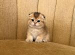 Scottish Fold Female - Scottish Fold Kitten For Sale - Orlando&comma; FL&comma; US