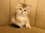 Cute Male Scottish Straight kitten - Scottish Straight Kitten For Sale - Orlando&comma; FL&comma; US