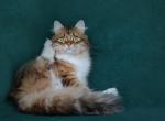 POTAP OMILI STARS - Siberian Cat For Sale/Retired Breeding - NY&comma; US