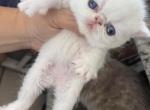 Exotic white girl - Exotic Kitten For Sale - Palm Coast&comma; FL&comma; US