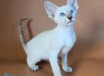 Tori - Siamese Kitten For Sale - Hollywood&comma; FL&comma; US