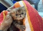 Chocolate tabby Persian - Persian Kitten For Sale - Palm Coast&comma; FL&comma; US