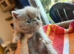 Exotic lilac  boy - Exotic Kitten For Sale - Palm Coast&comma; FL&comma; US
