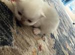Persian white kittens - Persian Kitten For Sale - Palm Coast&comma; FL&comma; US