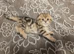 Elvira - Scottish Straight Kitten For Sale - Naperville&comma; IL&comma; US