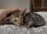 black marble male from Marbleficent - Oriental Kitten For Sale - Vienna&comma; AT