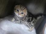 Jusper - Scottish Fold Kitten For Sale - Naperville&comma; IL&comma; US