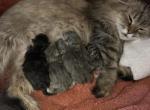Maddie Litter 3 Week 1 - Scottish Fold Kitten For Sale - Ocklawaha&comma; FL&comma; US