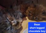 Bean - Munchkin Kitten For Sale - 