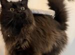 Spooky - Maine Coon Cat For Sale/Retired Breeding - 