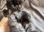 SOLD CFA Black Smoke Persian baby girl - Persian Kitten For Sale - Old Town&comma; FL&comma; US