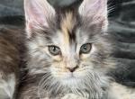 Elowen of Kingdom of Wessex litter - Maine Coon Kitten For Sale