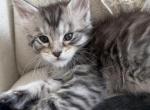 Cedric of Kingdom of Northumbria - Maine Coon Kitten For Sale - Chandler Heights&comma; AZ&comma; US