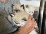 CFA Exotic Shorthair - Exotic Kitten For Sale - Old Town&comma; FL&comma; US