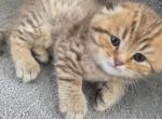 Oscar - Scottish Fold Kitten For Sale - Naperville&comma; IL&comma; US