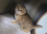 Leo - Scottish Fold Kitten For Sale - Naperville&comma; IL&comma; US
