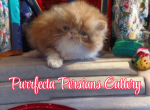 Cfa red tabby and white male kitten - Persian Kitten For Sale - Woodburn&comma; IN&comma; US