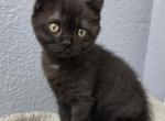 Marta - American Curl Kitten For Sale - FL&comma; US